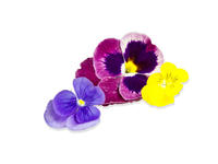 Viole Eduli (Conf. 30 gr)