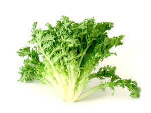 Indivia Riccia