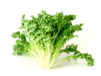 Indivia Riccia