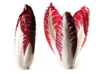 Radicchio precoce
