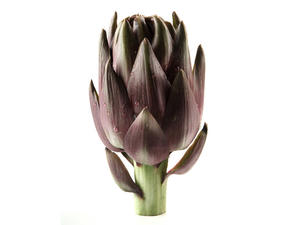 Carciofo Violetto