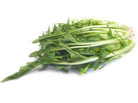 Catalogna cimata